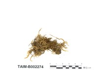 藏品(皺葉粗枝苔)的圖片